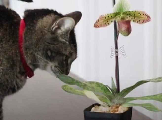 Are Orchids Toxic to Cats and Dogs