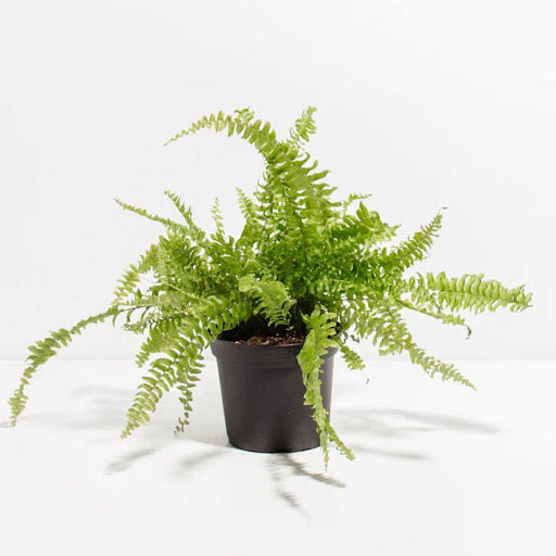 Boston Fern Care