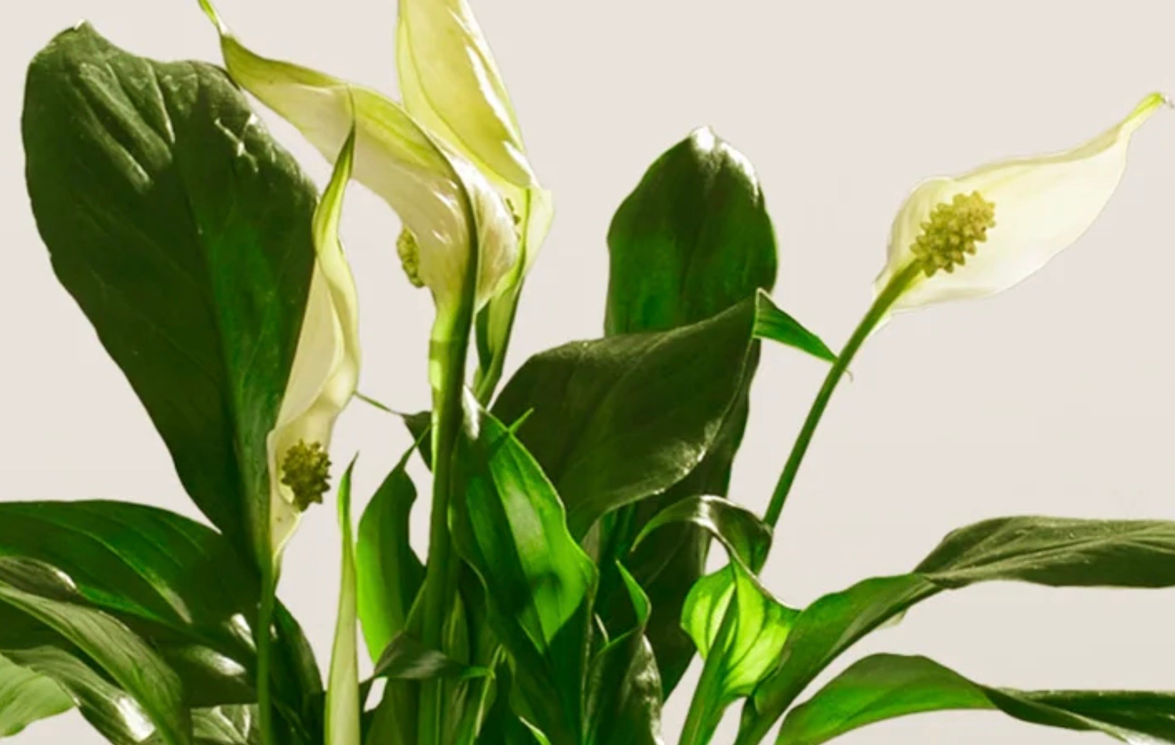 Can a Peace Lily Grow in Water? Care and Growing Tips