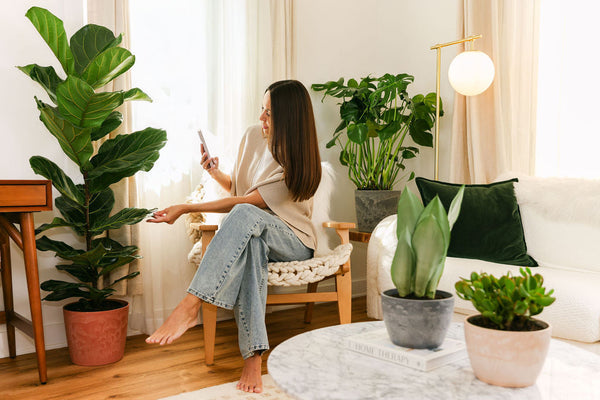 Best Large Indoor Plants for Living Rooms, Corners, and Floor Spaces