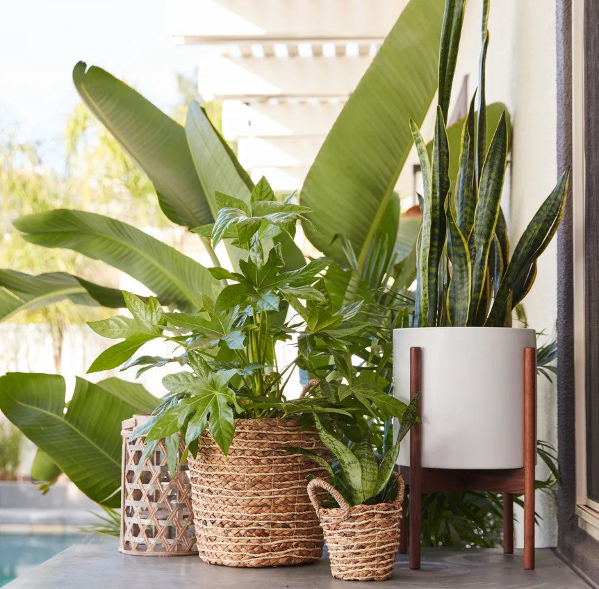 monstera albo vs thai constellation Thai Constellation Monstera Plant in 6-in Decor Pot
