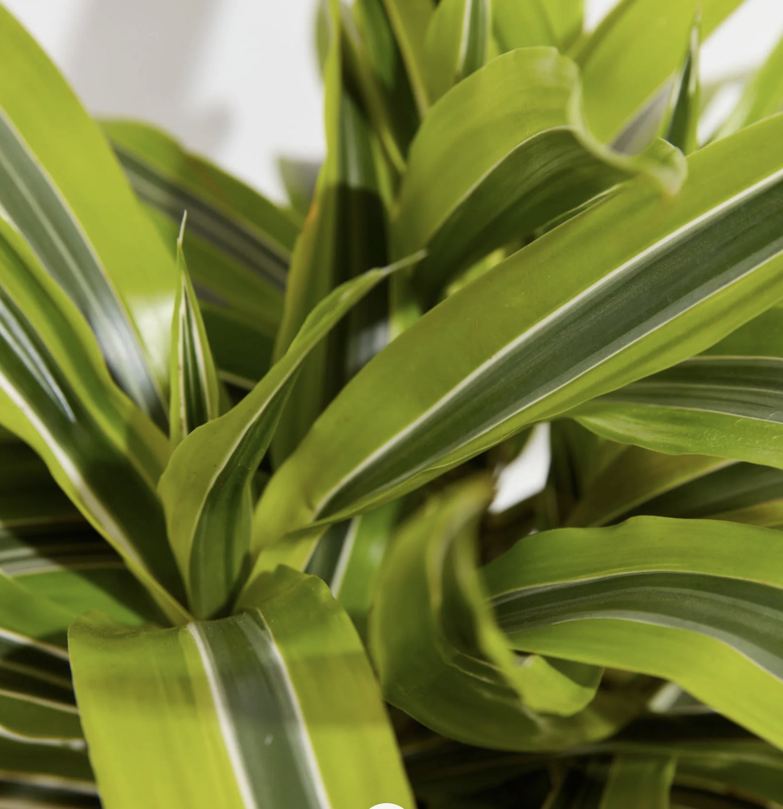 How Often to Water Dracaena: The Complete Guide for Beginners