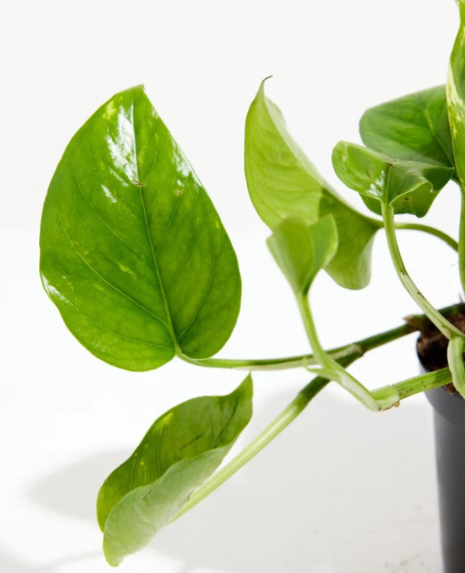 Pothos Care 101: How Often Should You Water Your Pothos