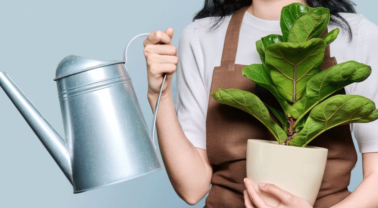 How Often to Water a Fiddle Leaf Fig
