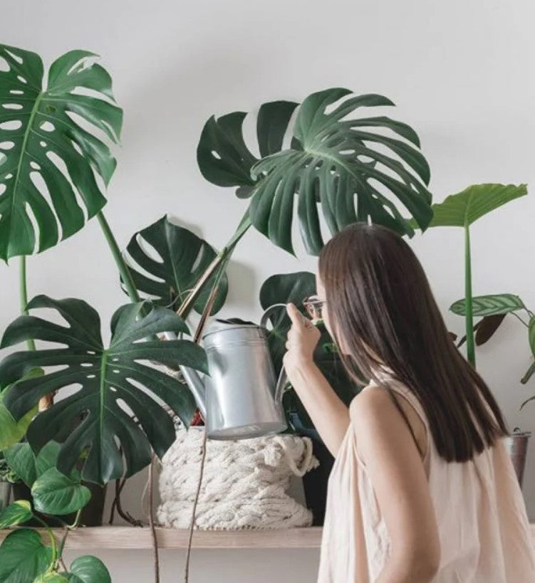 How Often Do Monstera Plants Need to Be Watered: Essential Guide
