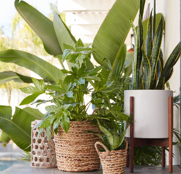 Types of Snake Plants: Best Sansevieria Varieties to Buy