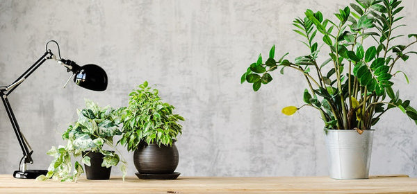 Best Office Plants for Desks, Low Light, and Corporate Gifting
