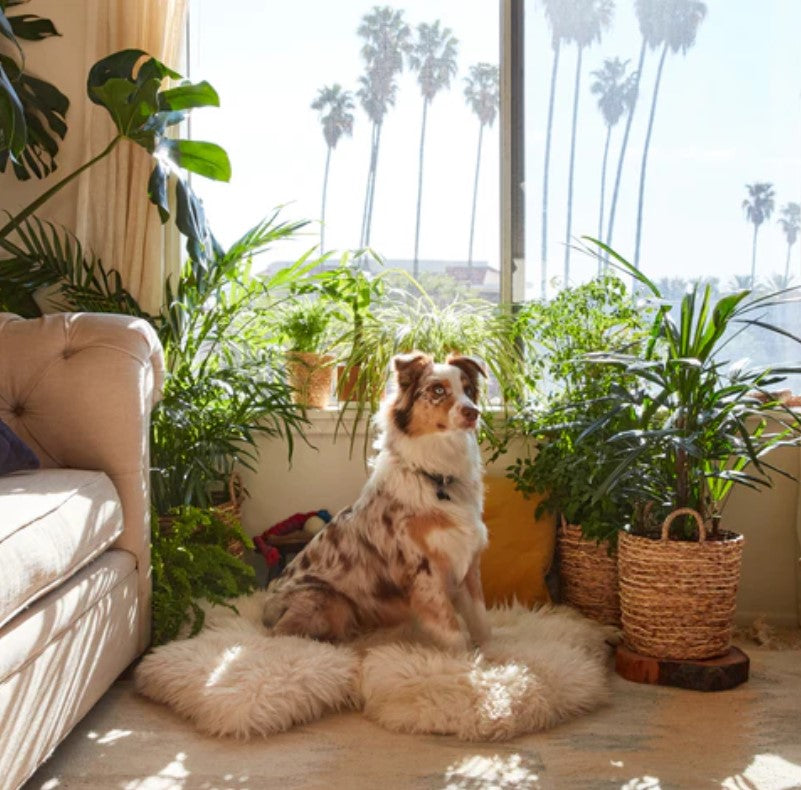 Beautiful Living Room Plants: 21 Ideas to Enhance Your Home