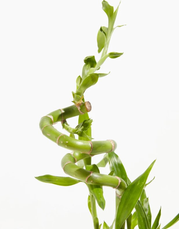 philodendron splendid Philodendron 'Splendid' – Foliage Factory main image 0