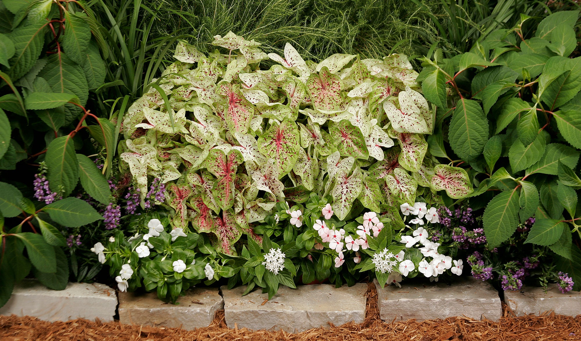 Perfect Plants for your Planting Zone 3-10