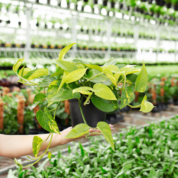 Best Indoor Hanging Plants: 10 Trailing Plants for Baskets and Shelves