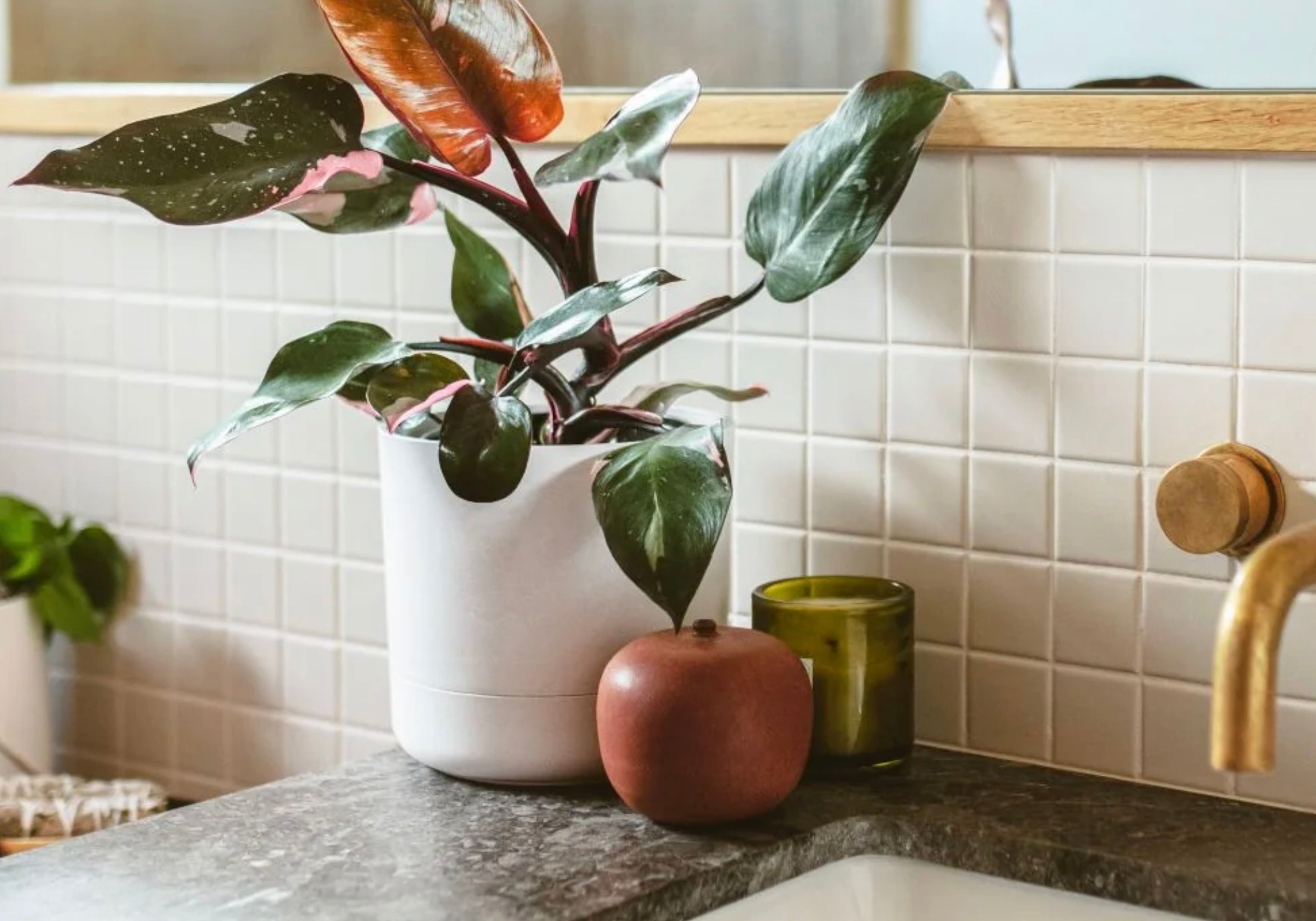 11 Natural Humidifier Plants That Enhance & Regulate Indoor Air