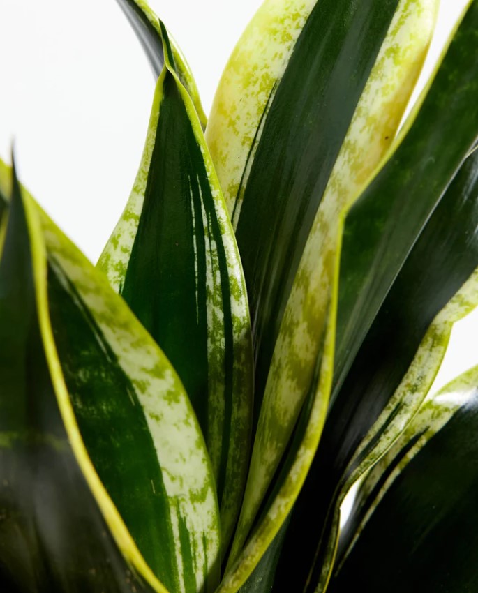 How to Repot a Snake Plant And Choose the Right Soil