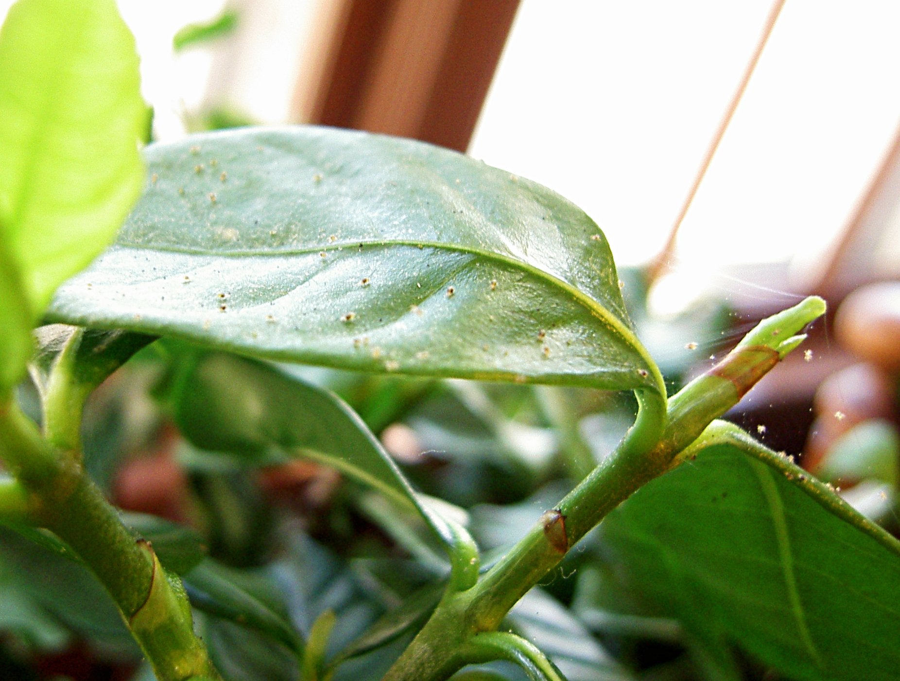 How to Get Rid of Spider Mites on your Indoor Plant