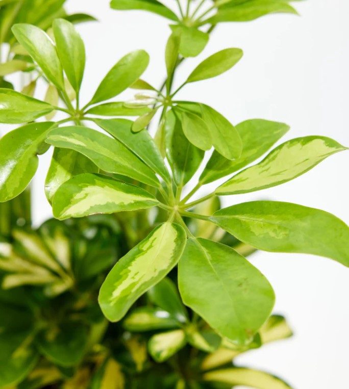Umbrella Plant Propagation Made Easy: 3 Proven Techniques