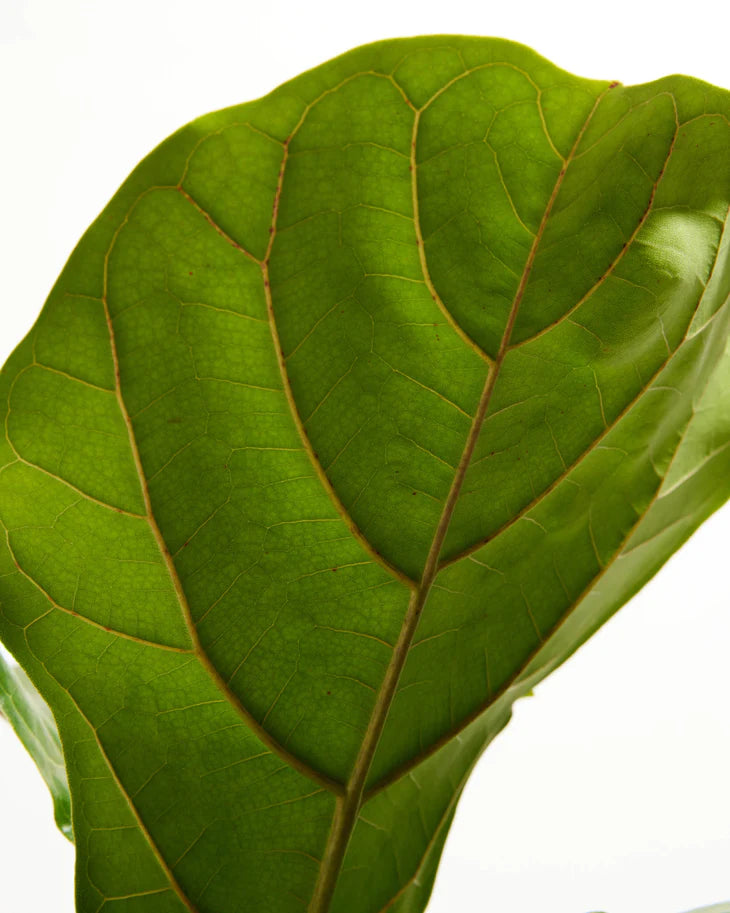 Ficus Lyrata Fiddle Leaf Fig Care Guide