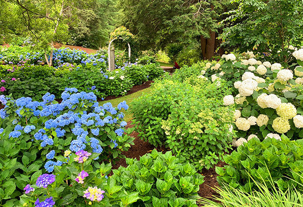 Top Zone 6 Plants: Ideal Selections for Mid-Range Climates