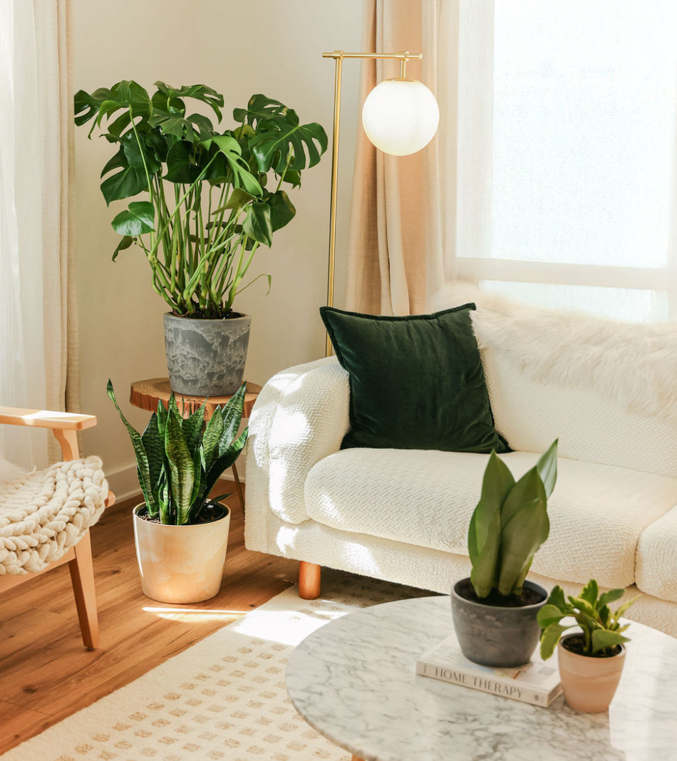 Most Popular Plants | Best Sellers | Lively Root