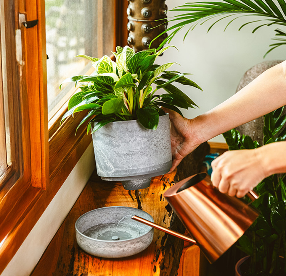 Smart Watering Plants: Effortless Indoor Care | Lively Root