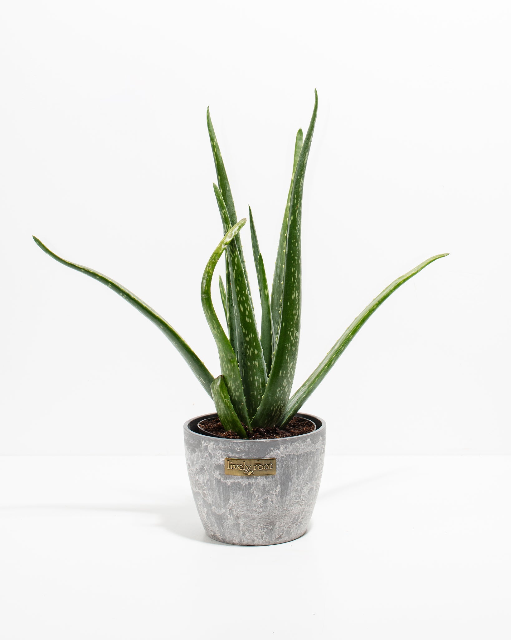 indoor aloe vera plant near me Aloe Vera Plant For Sale, Full Care Guide & Plant Insights Medium / Eco Pot / Chai