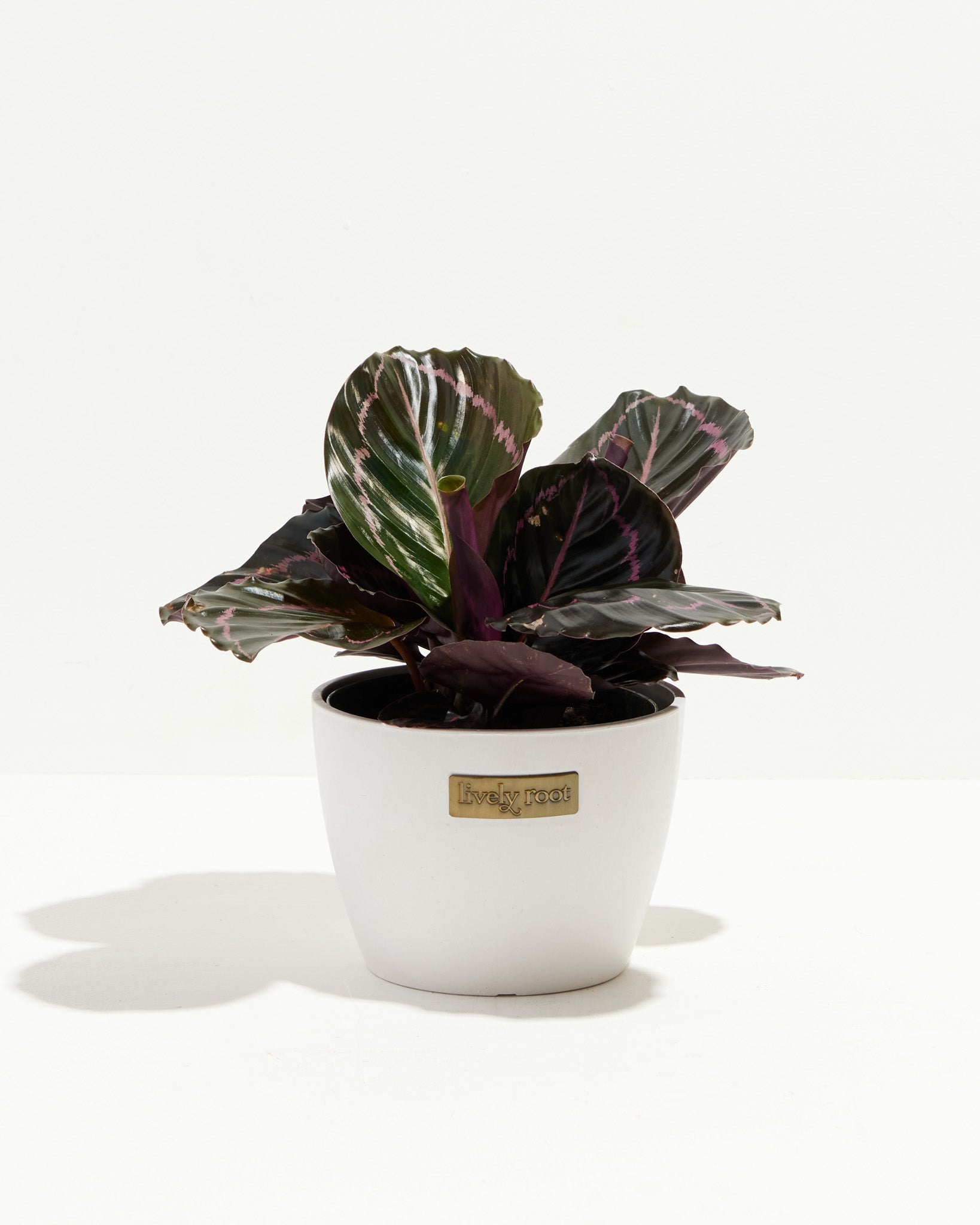 Dottie Prayer Plant (Calathea)