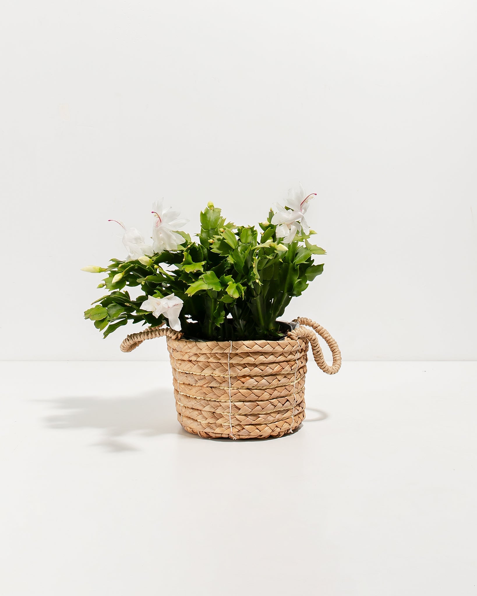 aldi christmas succulents White Christmas Cactus | Holiday Plants