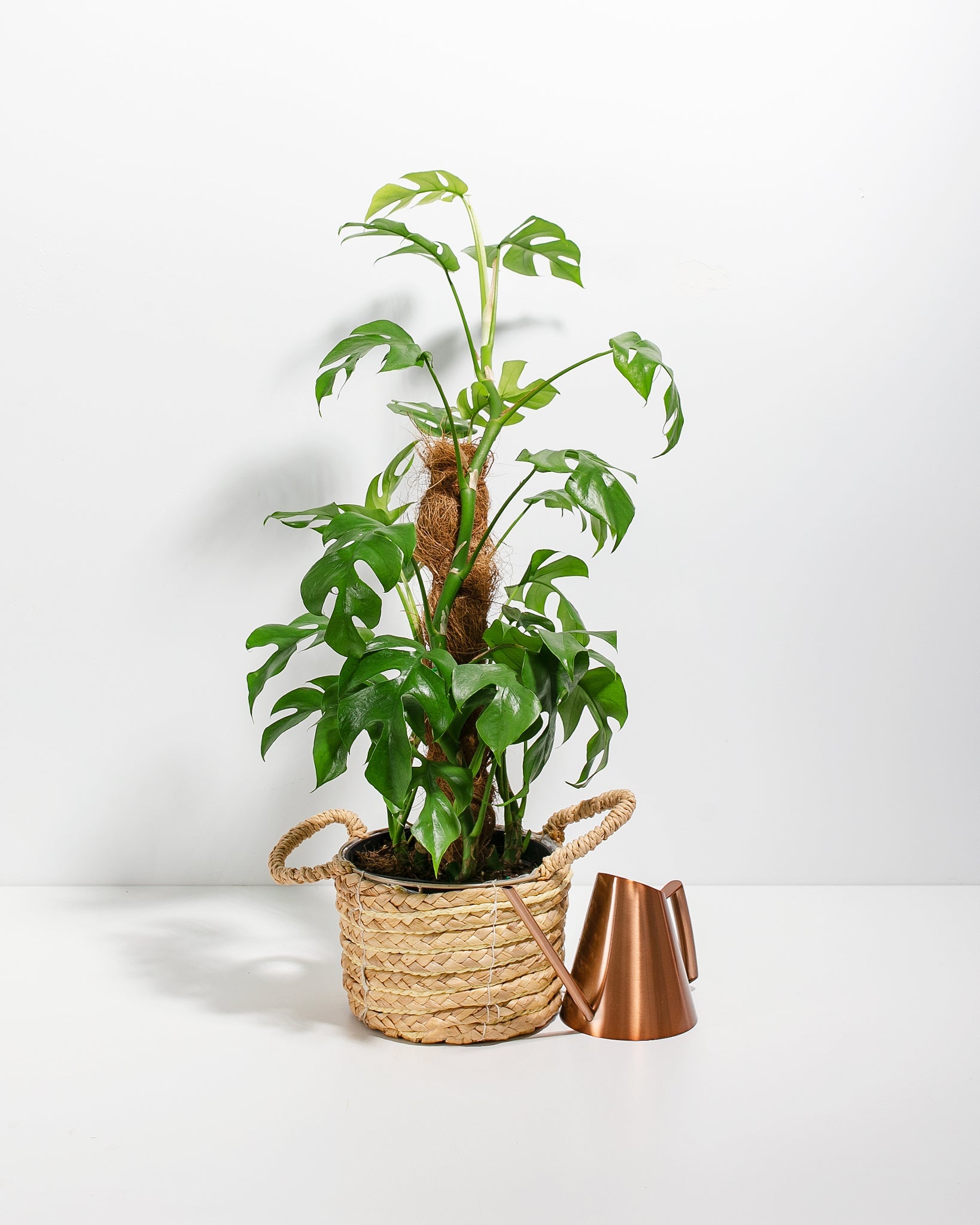 philodendron keep stems upright Philodendron Ginny w/ Totem | Vines