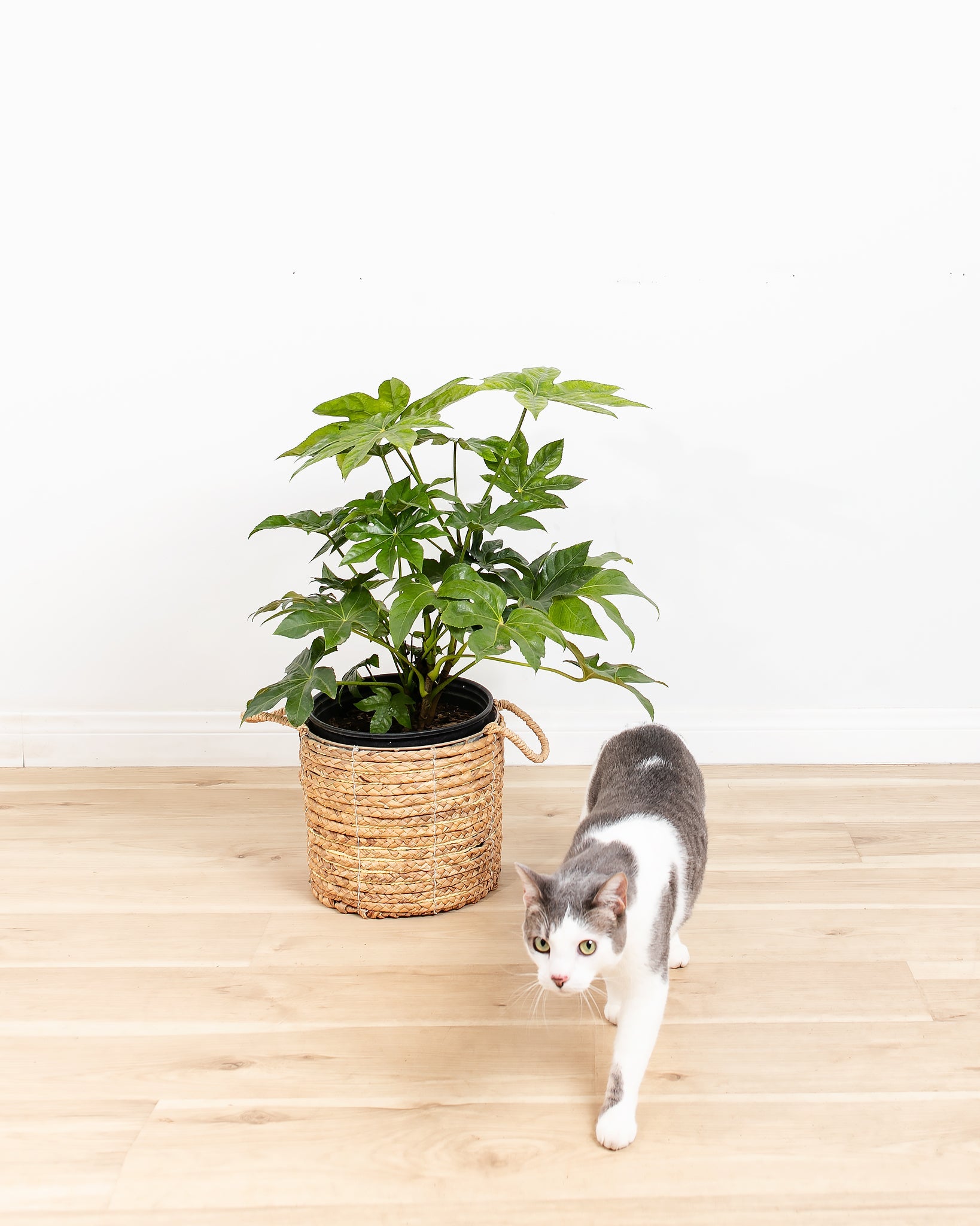 japonica plant indoor Japanese Aralia 'Fatsia Japonica'