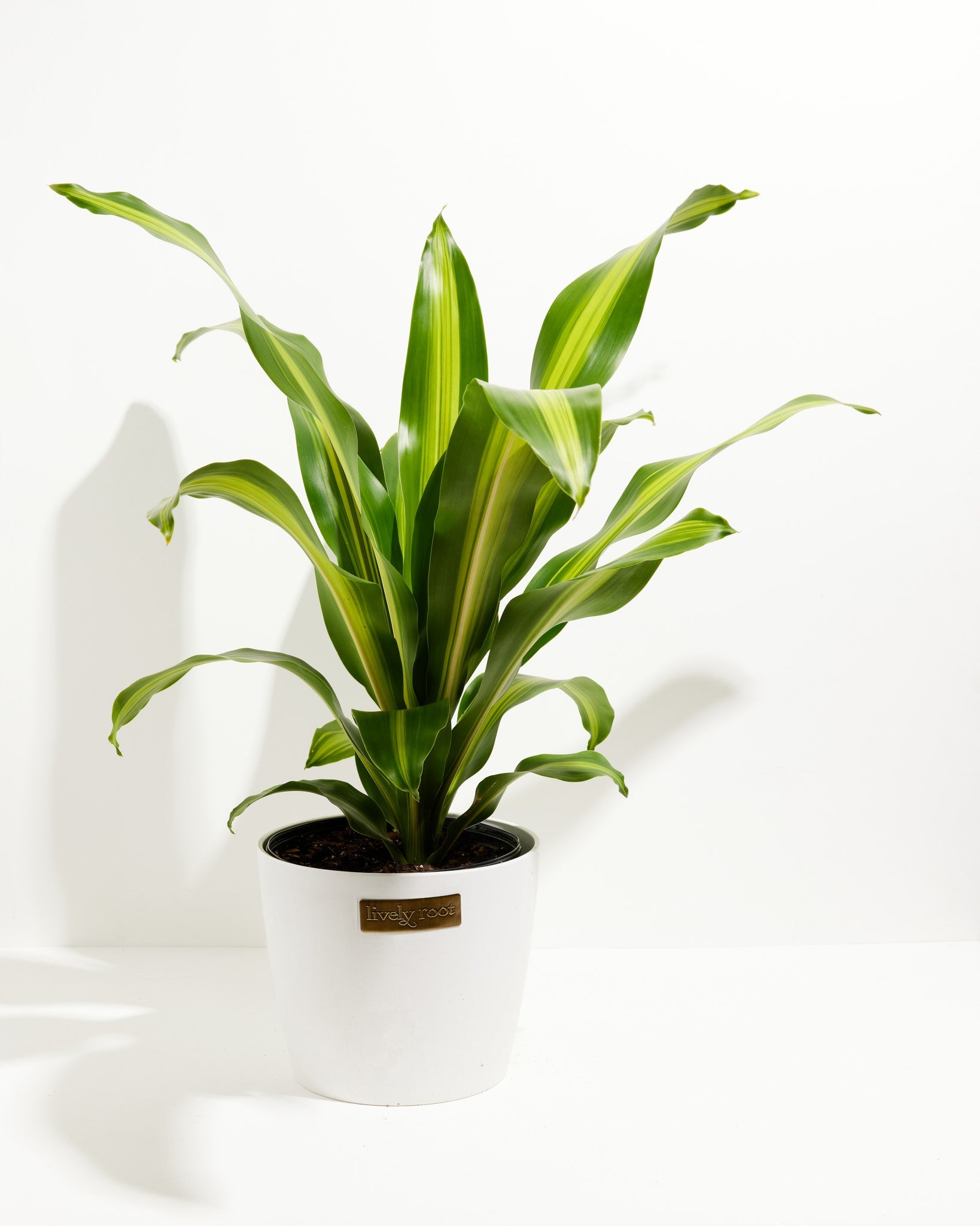 dracaena fragrans leaves Buy Dracaena fragrans: A Classic Houseplant for Modern Homes