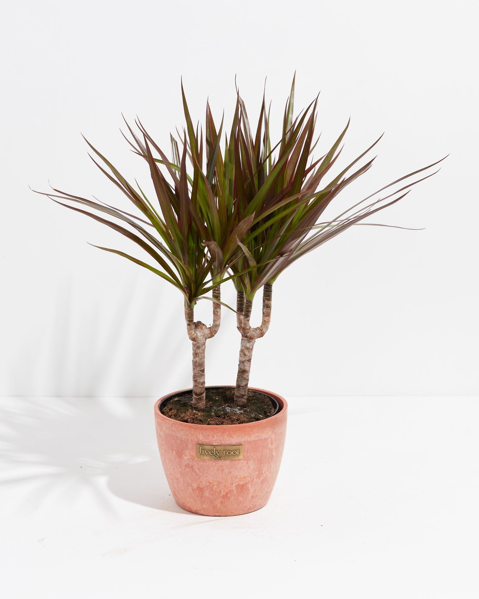 magenta dracaena Dracaena Cane Magenta For Sale Including Care Guide
