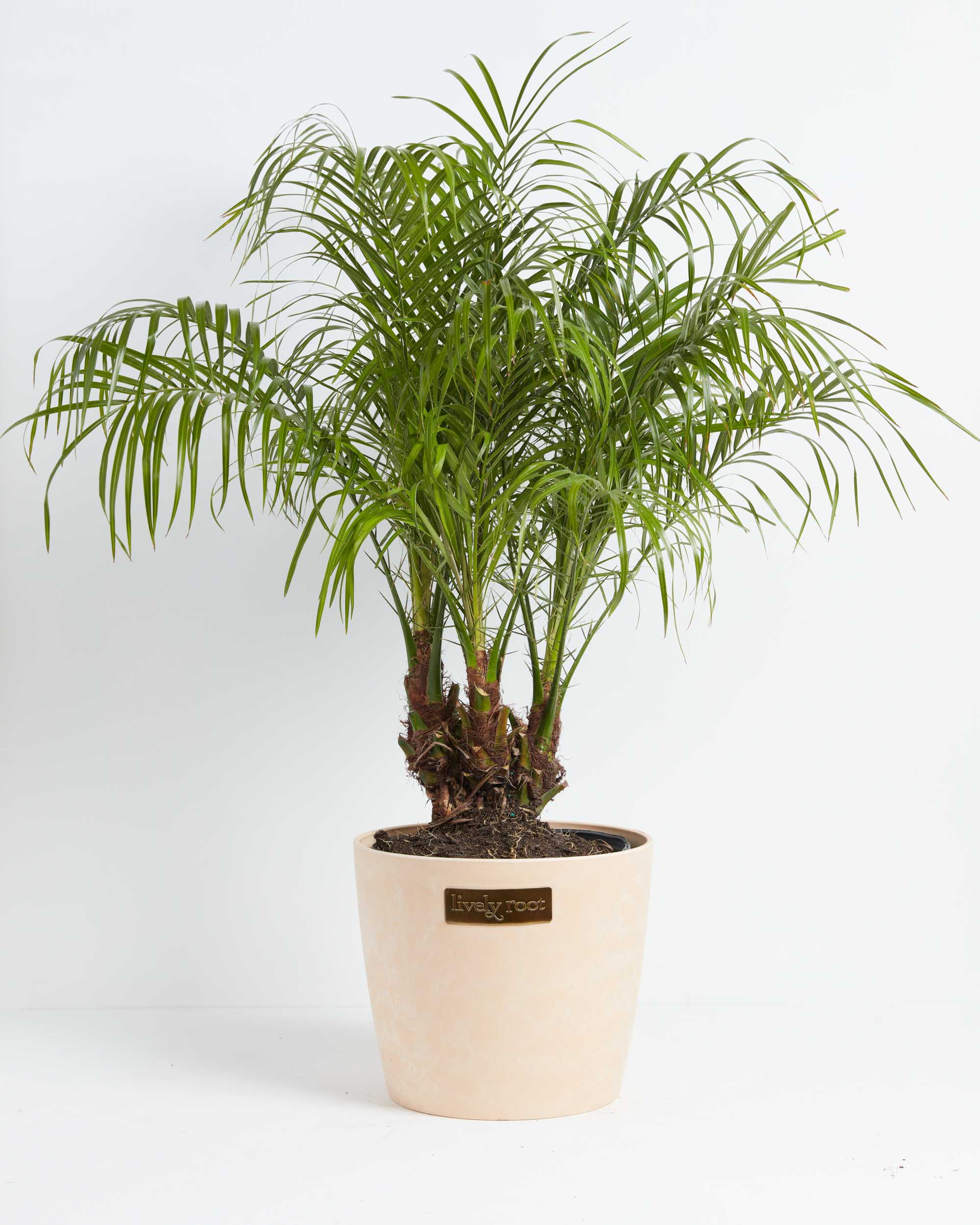Extra Large Pygmy Date Palm in Earl Grey Eco Pot, Size: XL, image size:2000x2500