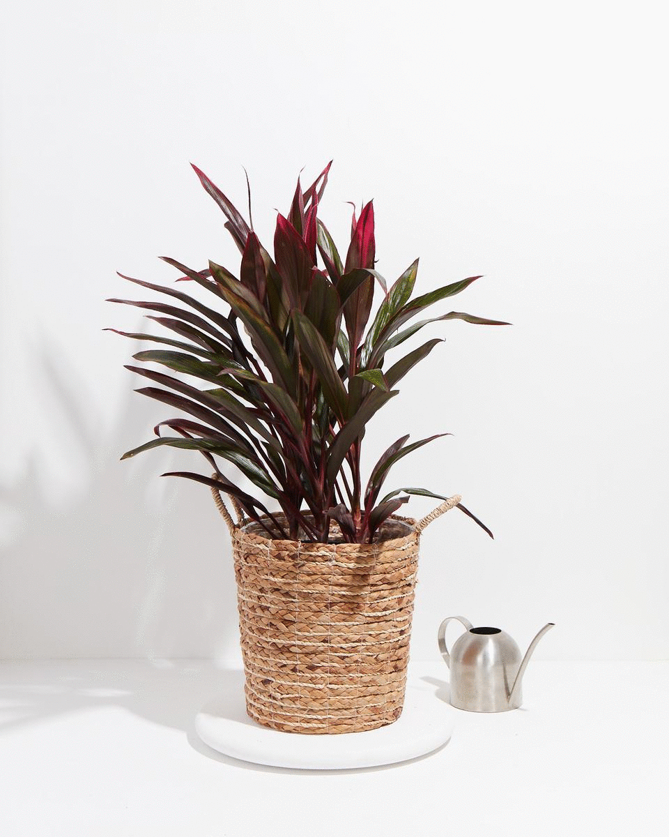 Hawaiian Ti Plant Extra Large
