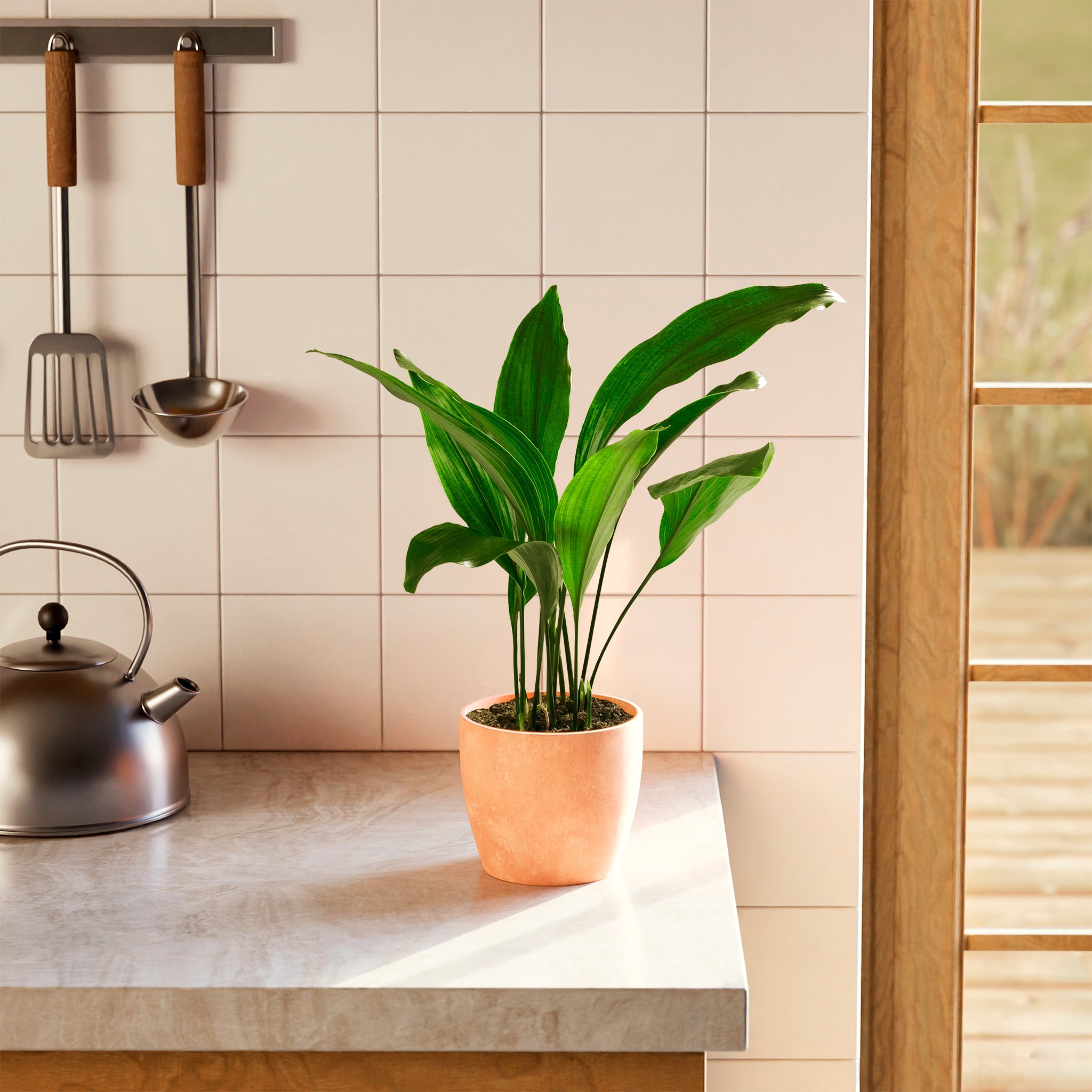 cast iron indoor plant Cast Iron Plant for Sale, Care Guide & Growing Tips