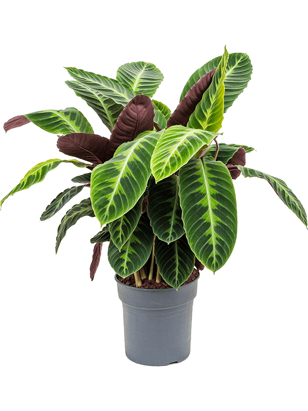 jungle velvet prayer plant Calathea Warscewiczii "Jungle Velvet"