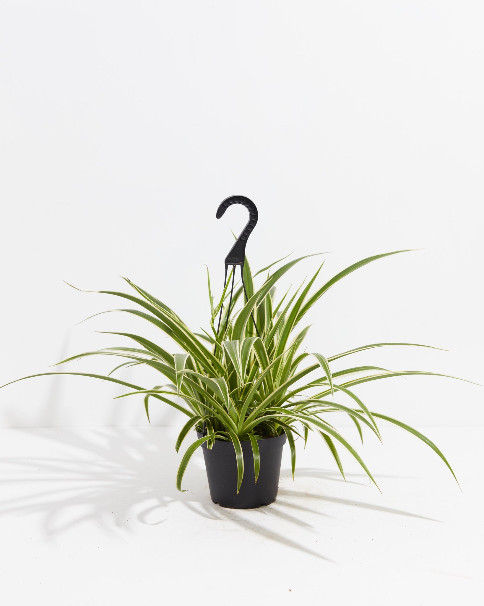 Spider Plant | Chlorophytum Comosum