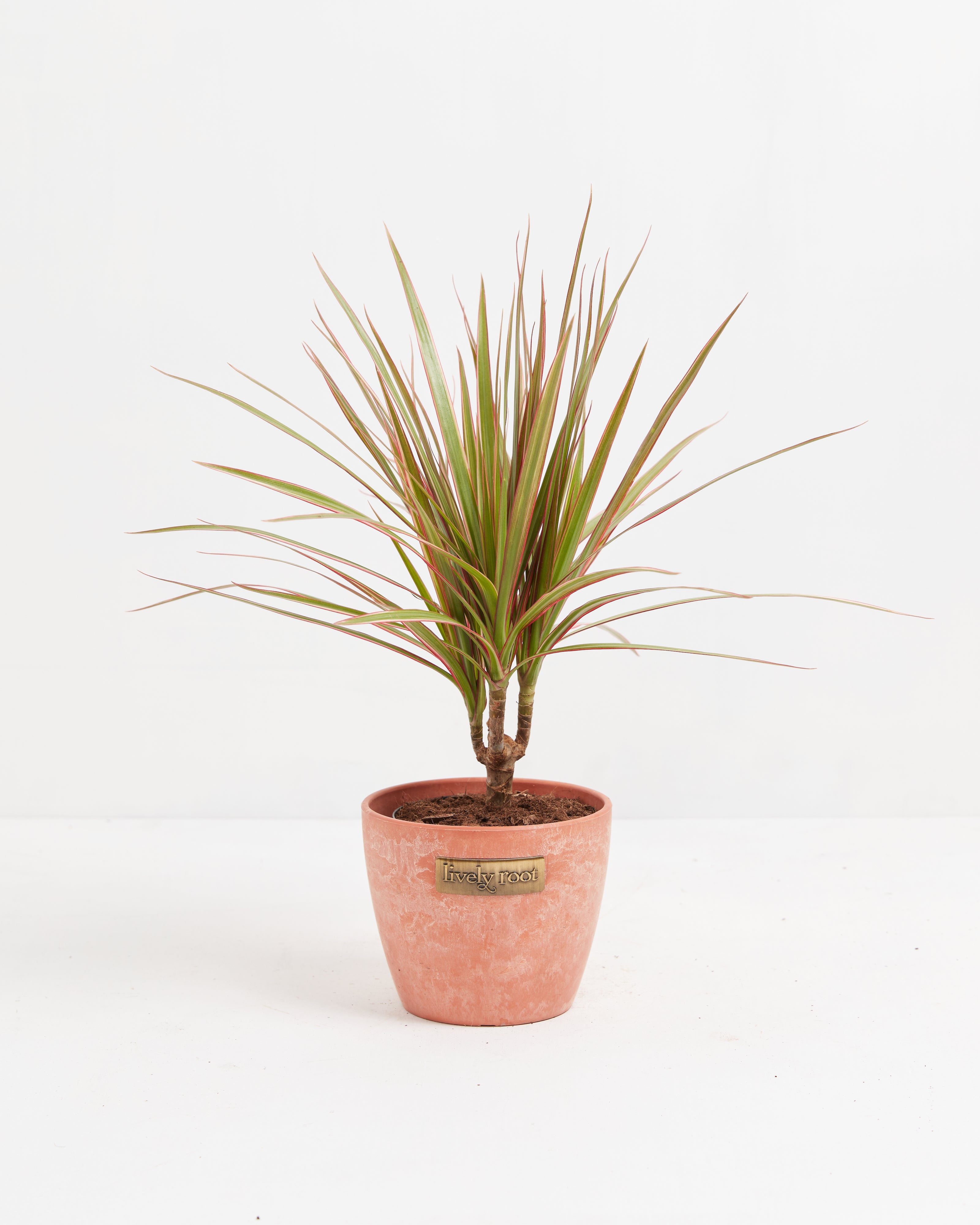 dracaena bicolor outdoor Bicolor Cane Dragon Tree (Dracaena)