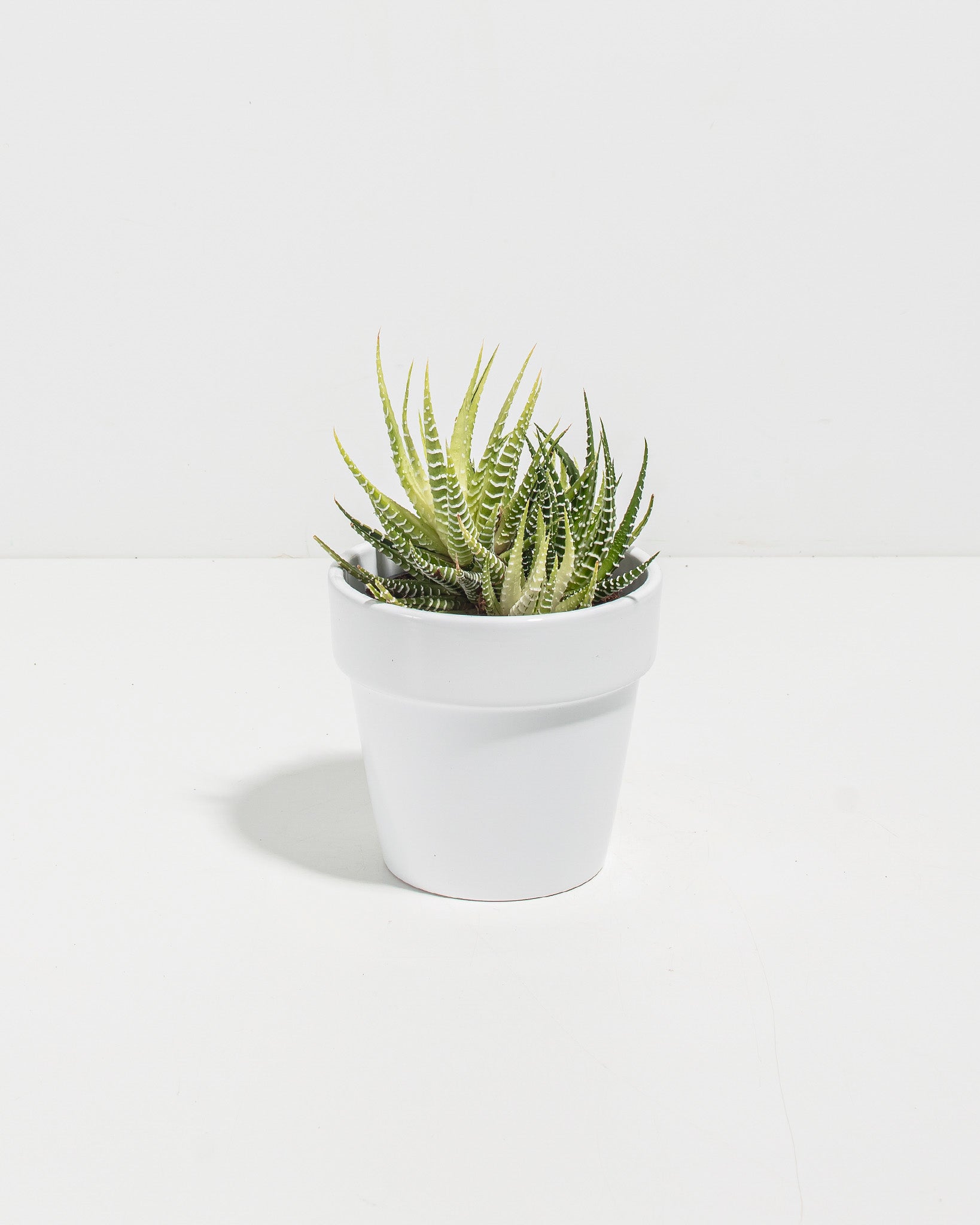 Variegated Zebra Haworthia Succulent