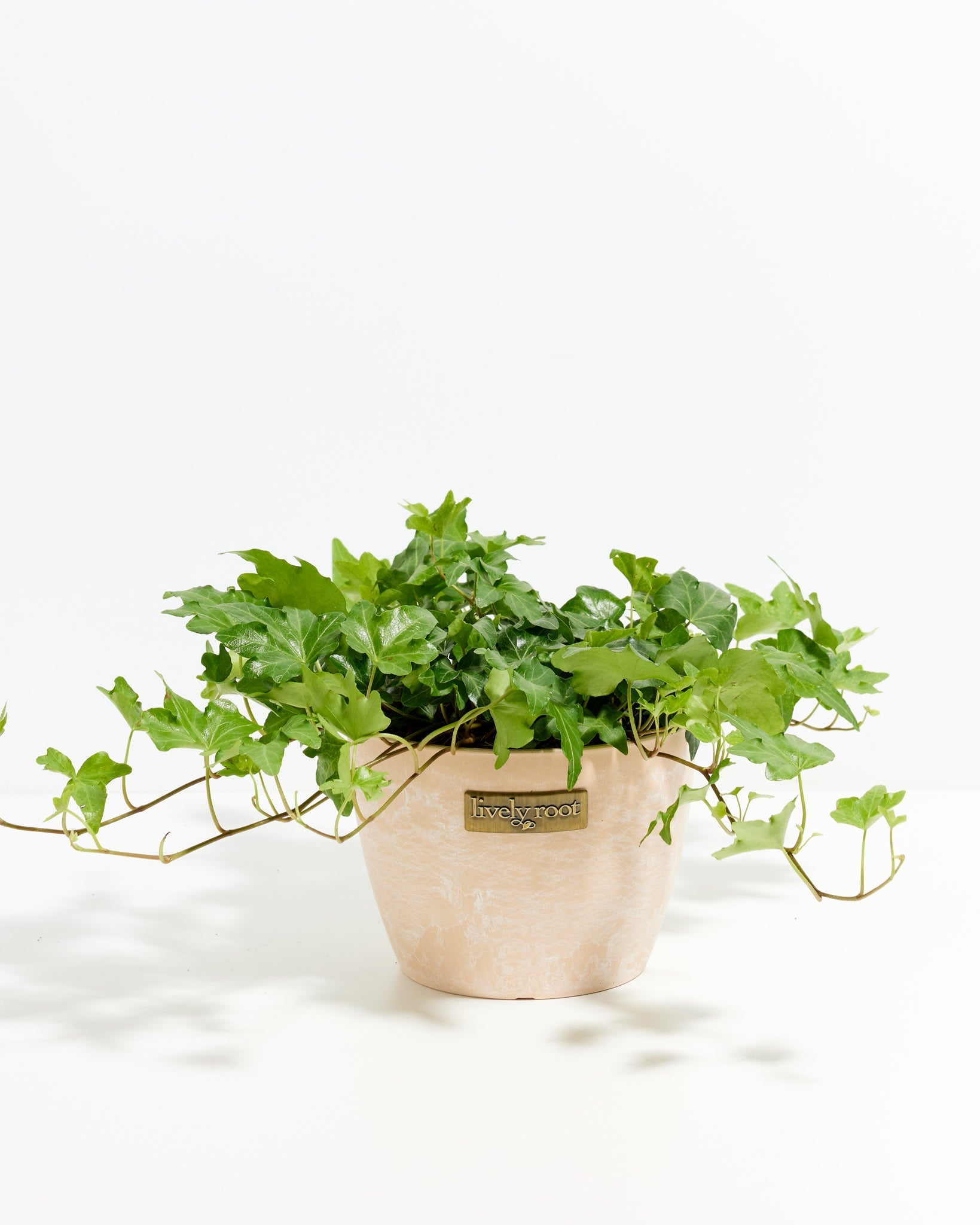 can english ivy be an indoor plant English Ivy Plant (Hedera helix)