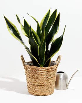 black gold snake plants for sale Black Gold Snake Plant For Sale, Care Guide & Growing Tips