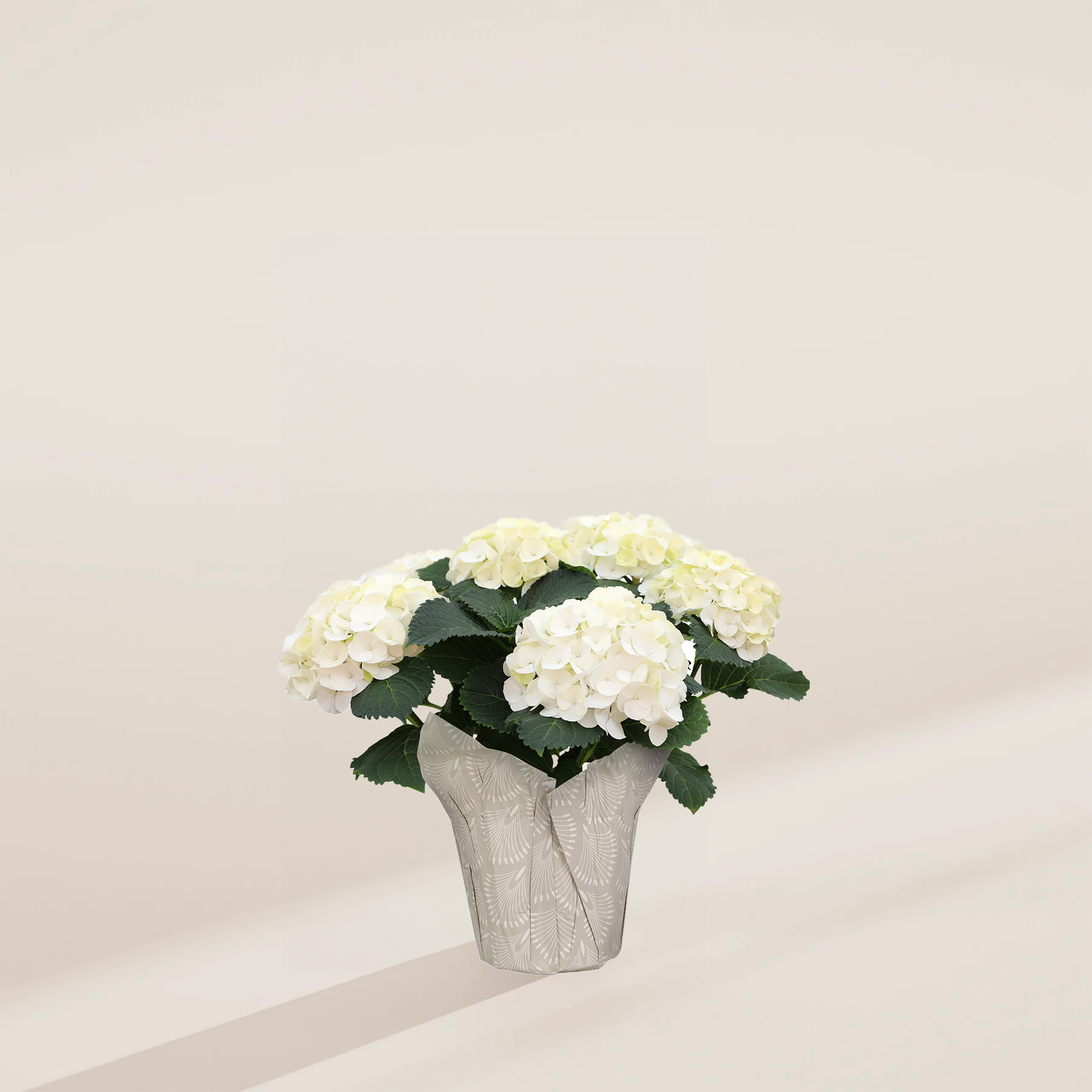 white hydrangea potted plant White Heritage Hydrangea