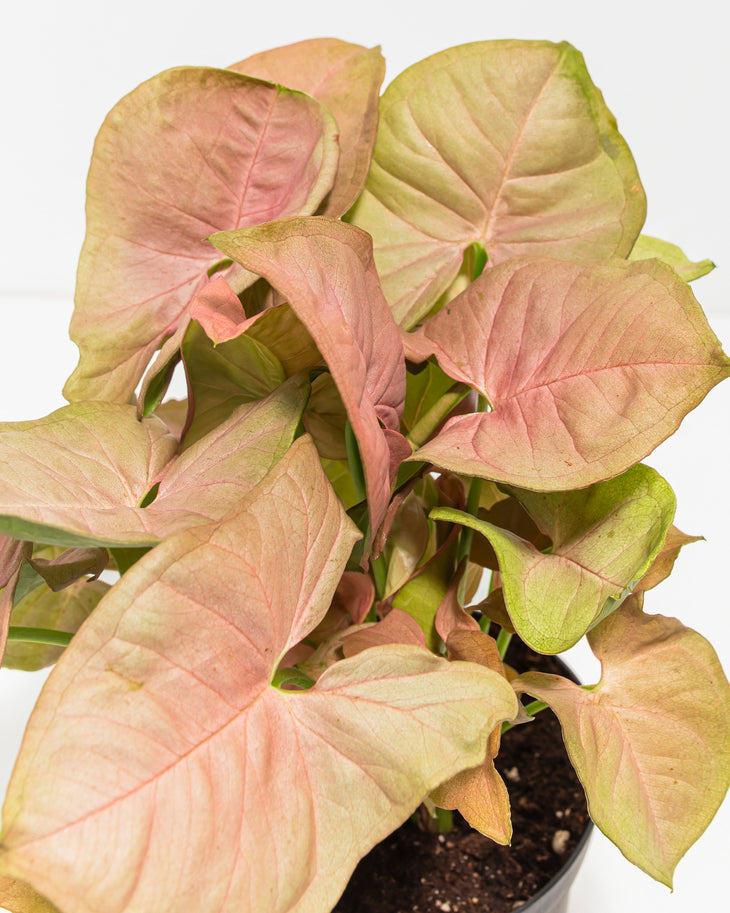 Arrowhead Plant (Syngonium Neon Robusta)