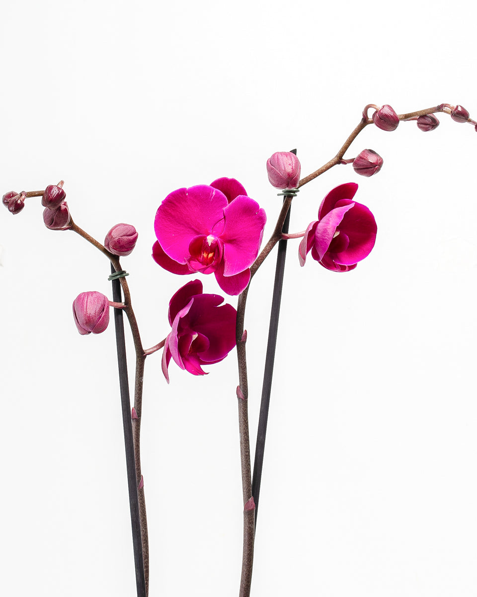 Purple Moth Orchid Featured Image