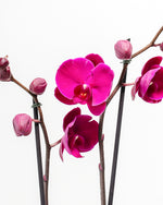 Purple Moth Orchid Featured Image