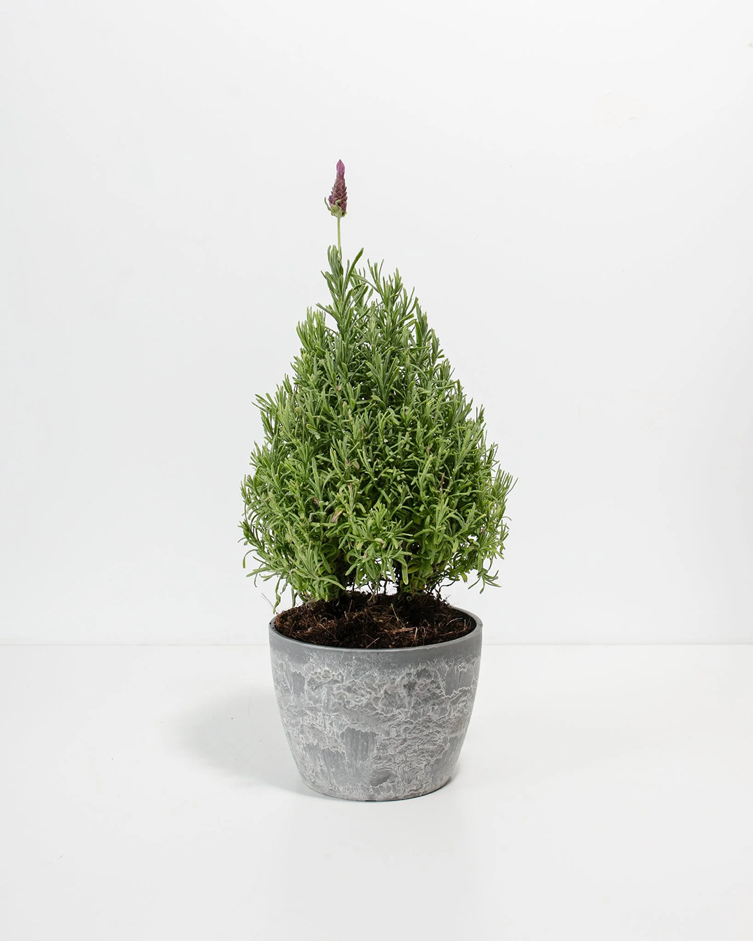 lavendar patio tree Lavender Topiary (Cone)