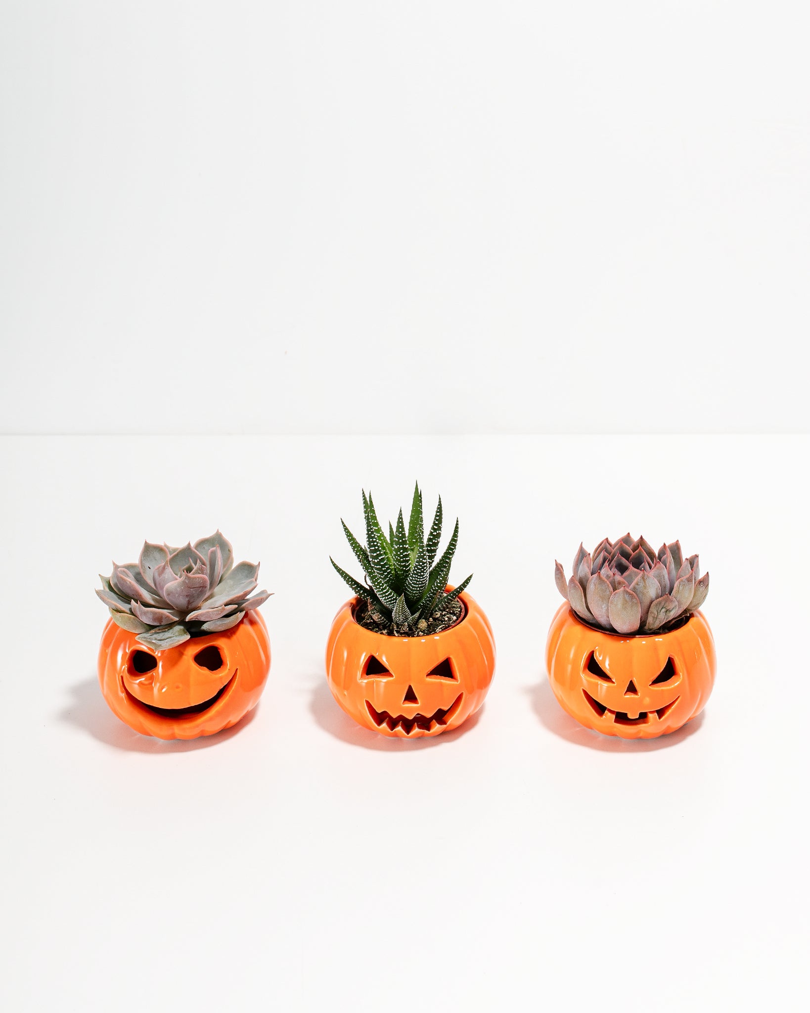 jack o lantern planter pot Succulent Assortment Jack O' Lantern Pots