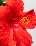 Hibiscus Featured Image