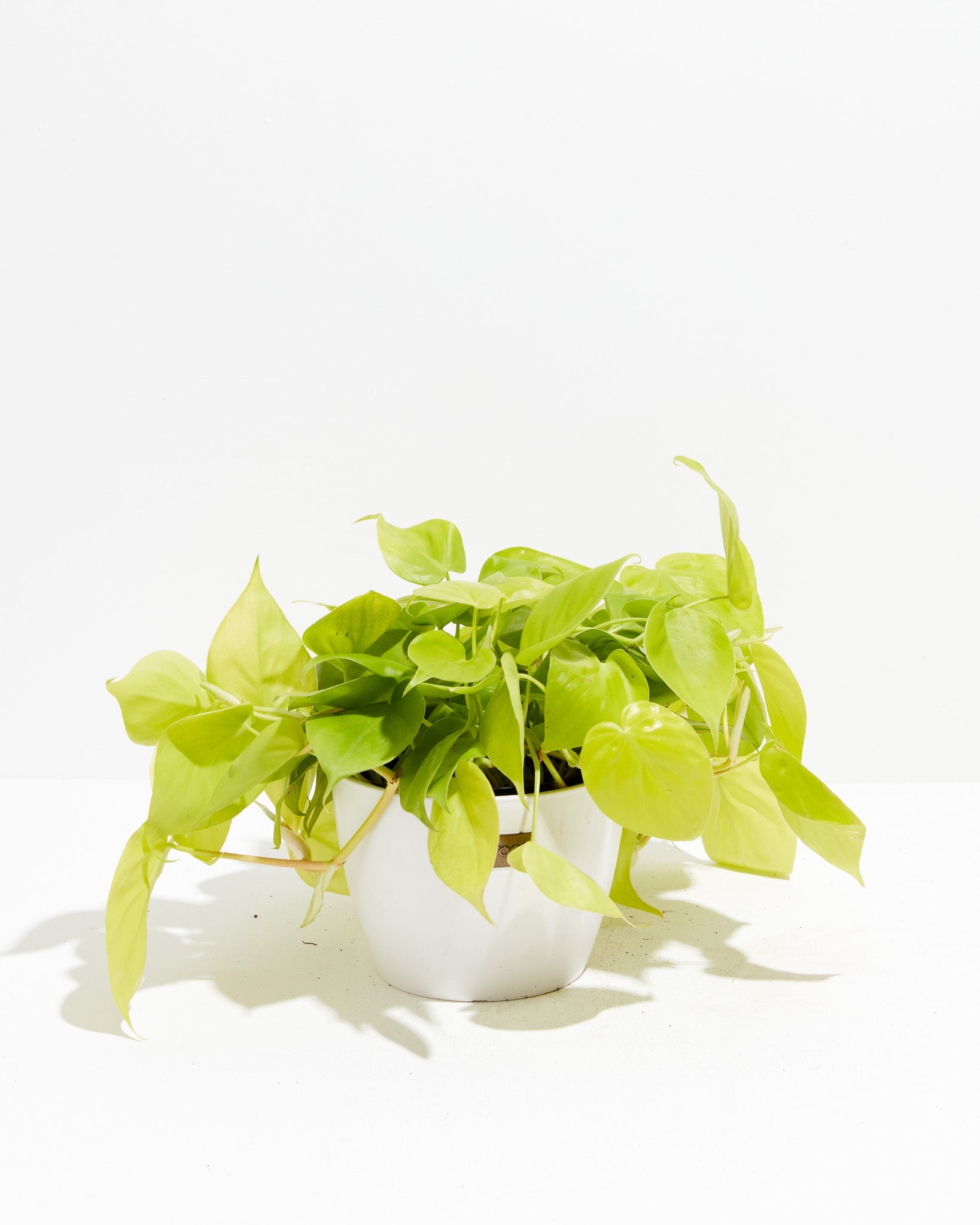 Neon Philodendron | Heart Shaped| Lively Root Medium / Eco Pot / Coconut