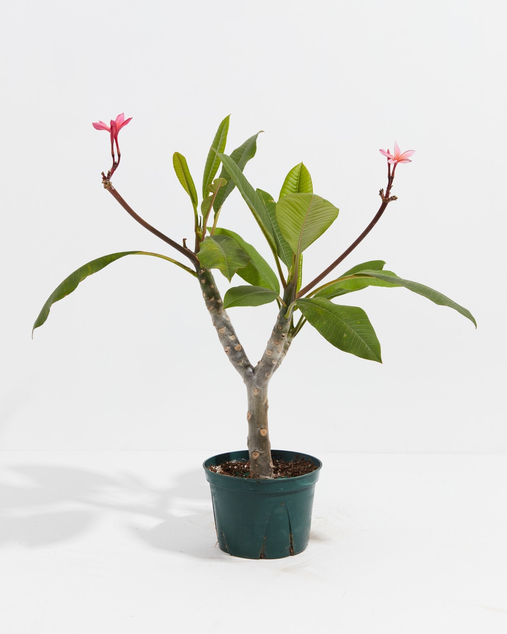 potted plumeria plants for sale Plumeria Tree For Sale Including Care Guide & Growing Tips