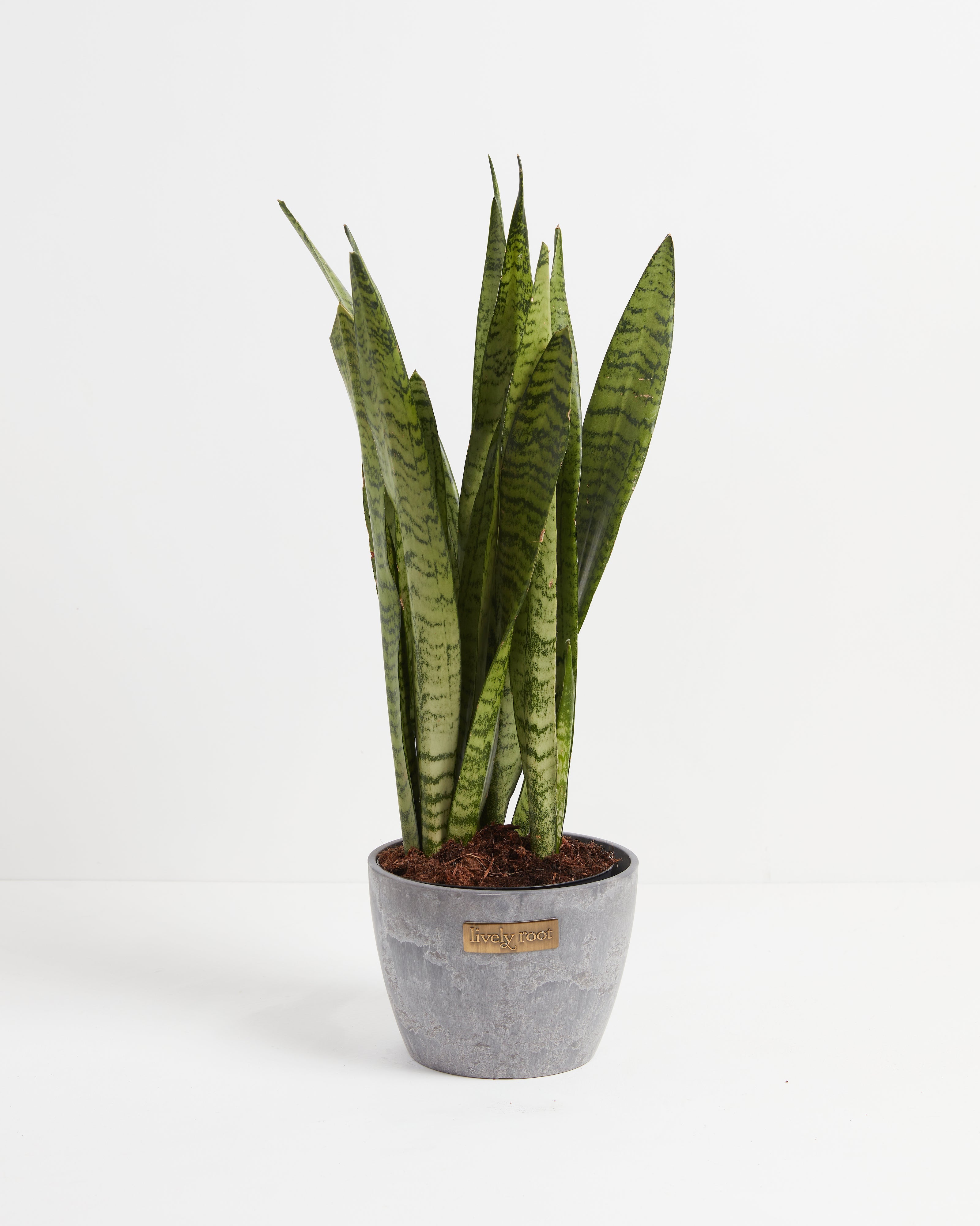 Shop Sansevieria Zeylanica Snake Plant, Including Care Guide Small / Grower / Varies