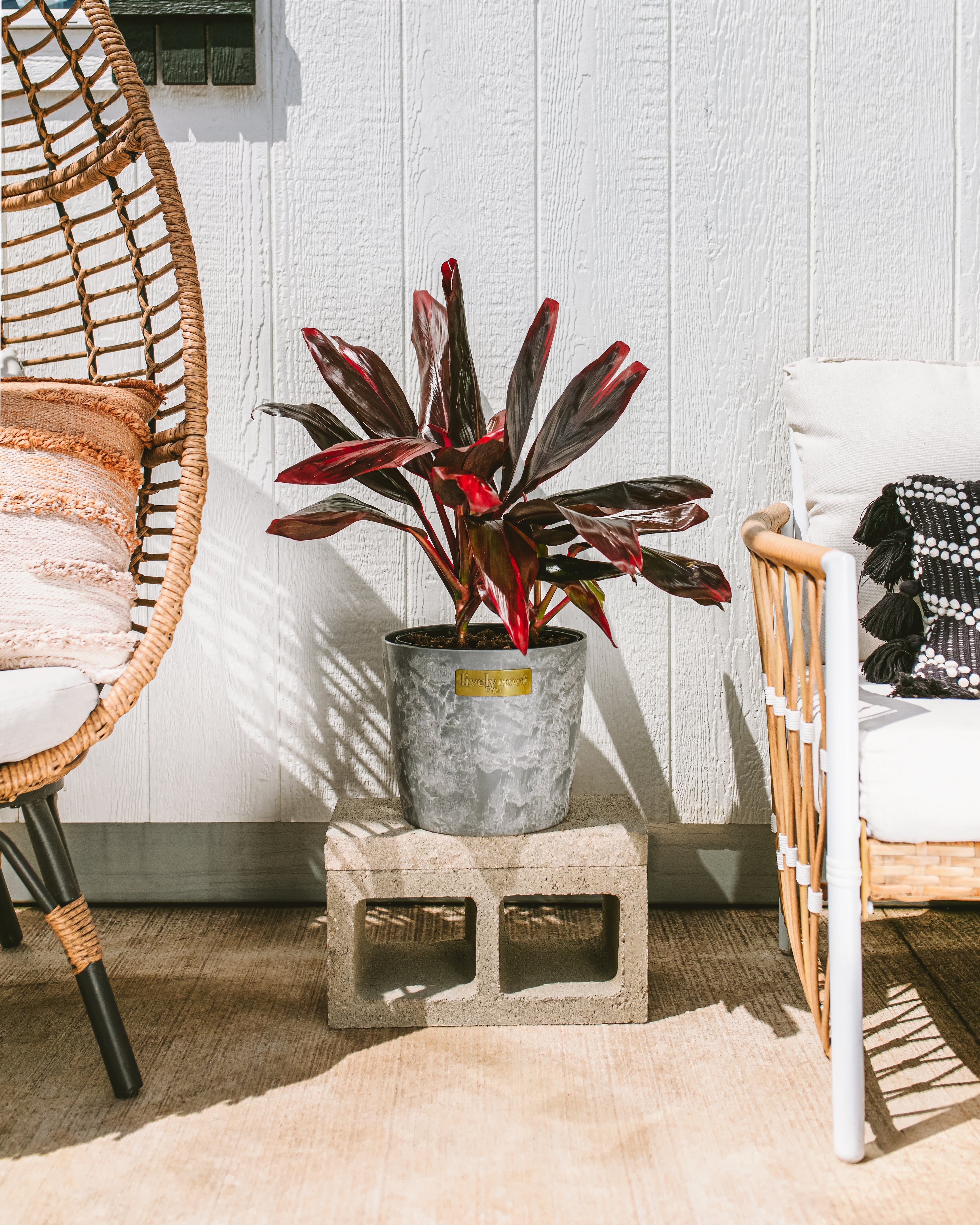 Cordyline Florida Flamingo | Porch Plant | Lively Root
